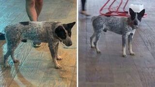 “Caramelo” el perro mexicano que espera a su dueña fallecida de COVID-19