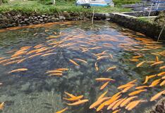 Crisis en la producción de trucha amenaza a la región Junín