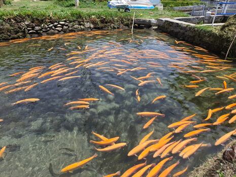 Junín: Comercio de trucha lucha por mantenerse en mercado local