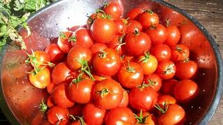Tomates orgánicos son más pequeños, sabrosos y nutritivos, según estudio