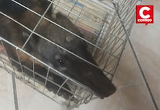 Huancayo: Coatí ingresa a vivienda y mata a 20 cuyes