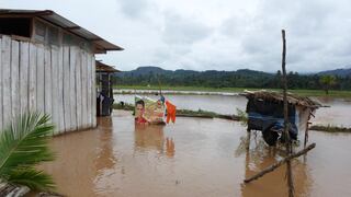 Aucayacu: desborde del Huallaga dañó 812 hectáreas de cultivos
