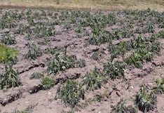 Heladas afectan cultivos en San Miguel de Cauri y Aparicio Pomares