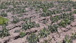 Heladas afectan cultivos en San Miguel de Cauri y Aparicio Pomares