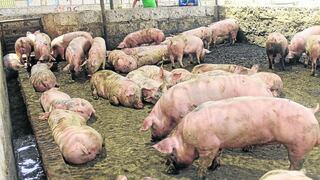 Más de 200 cerdos salvaron de morir por falta de gas