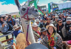 Puno: Keiko Fujimori anuncia construcción de planta procesadora de fibra de alpaca en Macusani