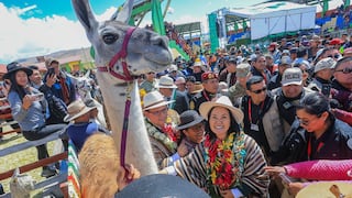 Puno: Keiko Fujimori anuncia construcción de planta procesadora de fibra de alpaca en Macusani