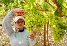 Ica aporta el 22% de los envíos de uva de mesa en el avance de la campaña 2025-2026