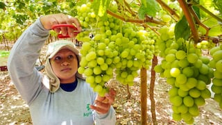 Ica aporta el 22% de los envíos de uva de mesa en el avance de la campaña 2025-2026