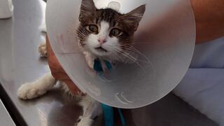 Serenos rescatan a gatito, pero tuvieron que amputarle una pata (Fotos)