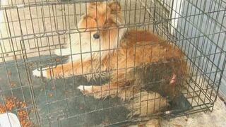 ​Condenan a hombre a 99 años de cárcel por crueldad animal (Fotos)