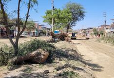 Piura: Más de 600 árboles serán talados por obra en Av. Don Bosco