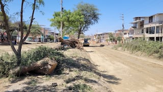 Piura: Más de 600 árboles serán talados por obra en Av. Don Bosco
