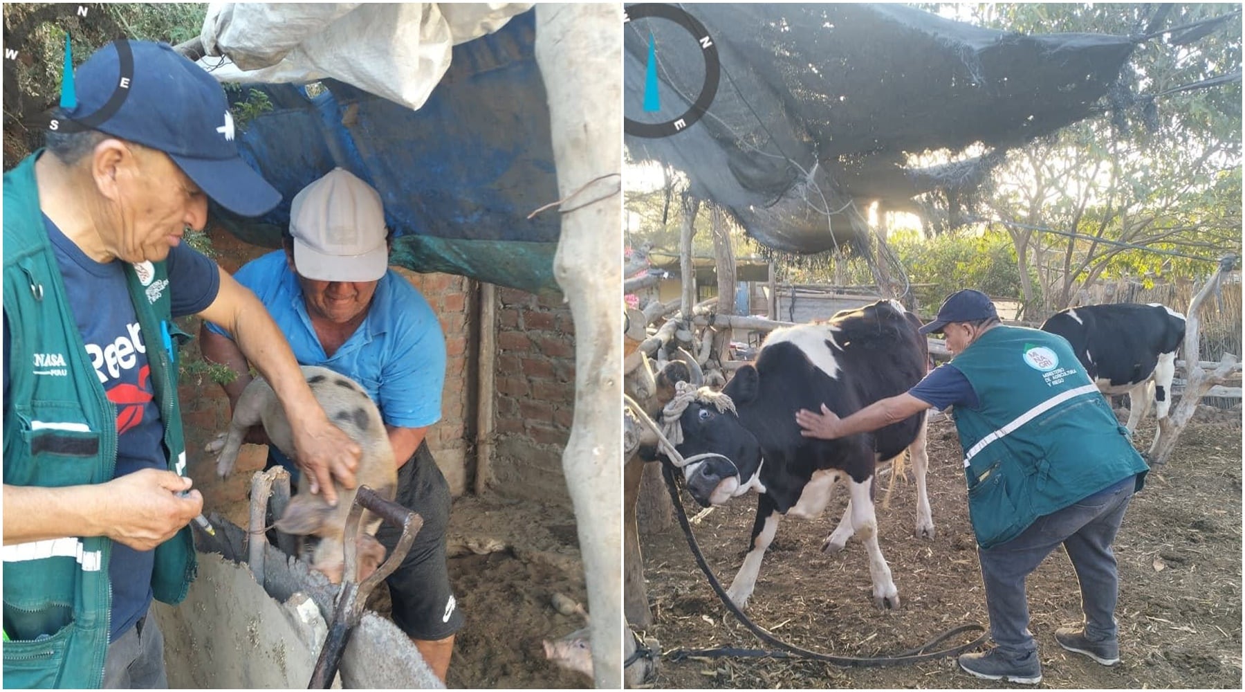 Ica: atienden a 216 animales en campaña sanitaria de desparasitación y vitaminización
