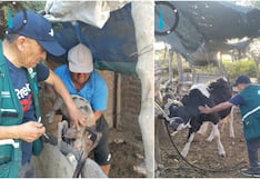 Ica: atienden a 216 animales en campaña sanitaria de desparasitación y vitaminización