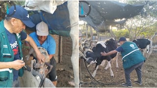 Ica: atienden a 216 animales en campaña sanitaria de desparasitación y vitaminización