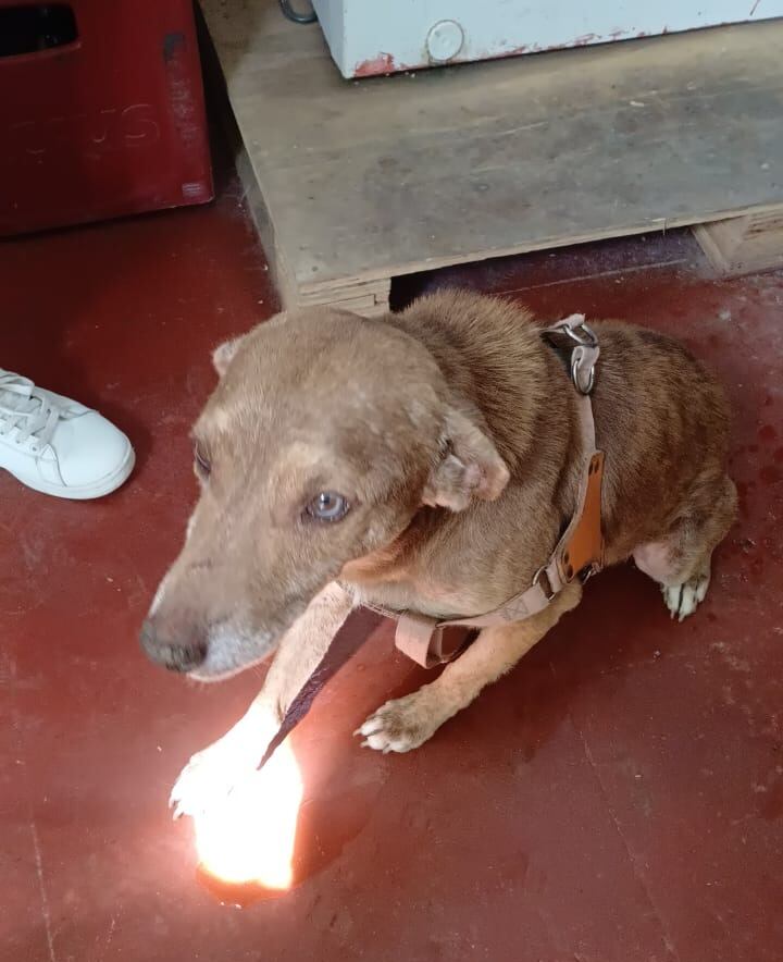 Animal es atendido en una veterinaria