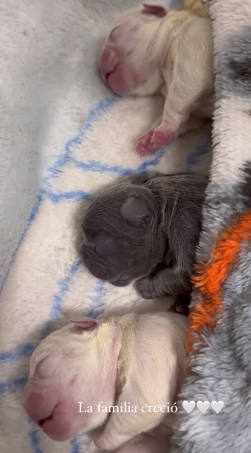 Nuevos "hijos" de Sheyla Rojas