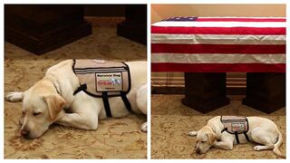 Emotiva foto del perro de George H.W. Bush que lo acompaña en su último viaje 