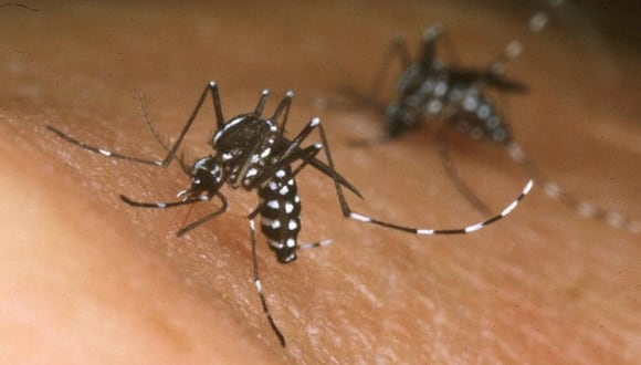 Municipio dispone acciones de fumigación en zonas de proliferación del mosquito Aedes aegypti