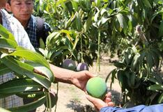 Piura crece en su economía un 5.7% entre enero y marzo