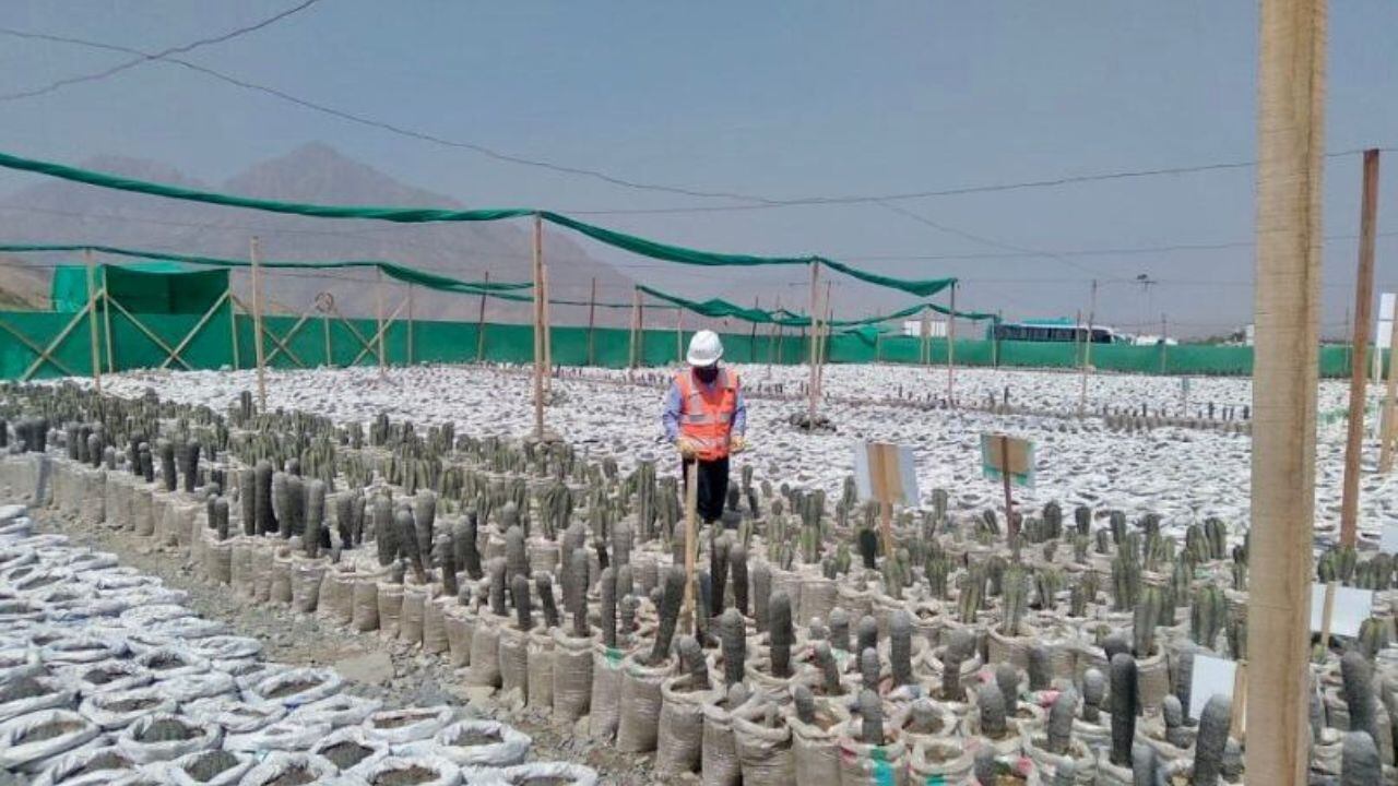 De esta manera, al finalizar las obras de la solución integral de la quebrada El León, también se ejecutará la reforestación de los cactus.