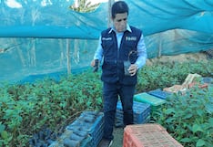 Huánuco: Investigan proyecto de reforestación que aumentó presupuesto en S/3.9 millones