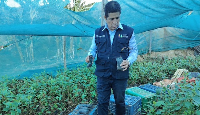Huánuco: Investigan proyecto de reforestación que aumentó presupuesto en S/3.9 millones