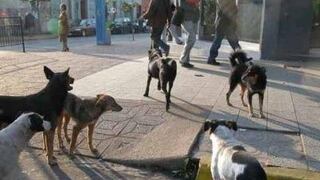 Más de 2,000 perros viven en situación de abandono