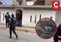 Huaral: Mascota impidió que explotara dinamita en casa de un periodista