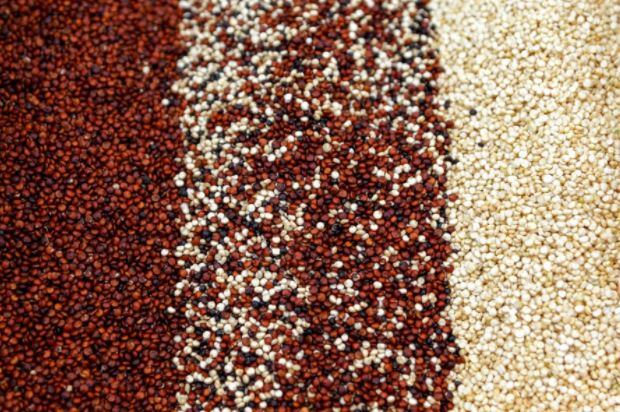 El Perú posee unas 2,800 accesiones (conocidas como variedades) de quinua, de las cuales unas 20 se exportan al mundo, según el Midagri. (Foto: Andina).