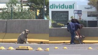 Reportero rescata a perrita que se encontraba herida en plena avenida (VIDEO)