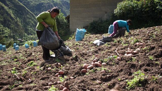 La región Junín disminuye su producción agrícola en -4.4% este año