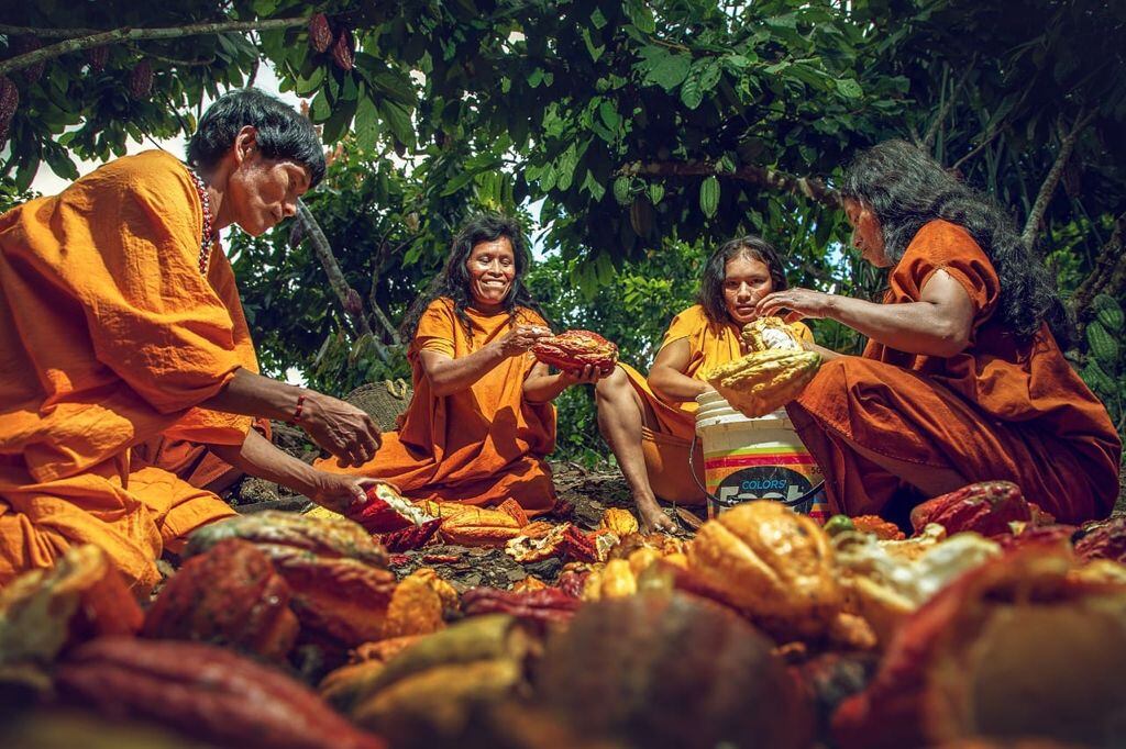Cultivo de cacao compromete también a comunidades nativas