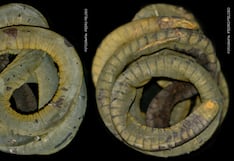 Registran por primera vez en Perú a la especie Caecilia crassisquama en Cajamarca