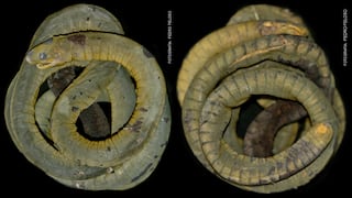 Registran por primera vez en Perú a la especie Caecilia crassisquama en Cajamarca