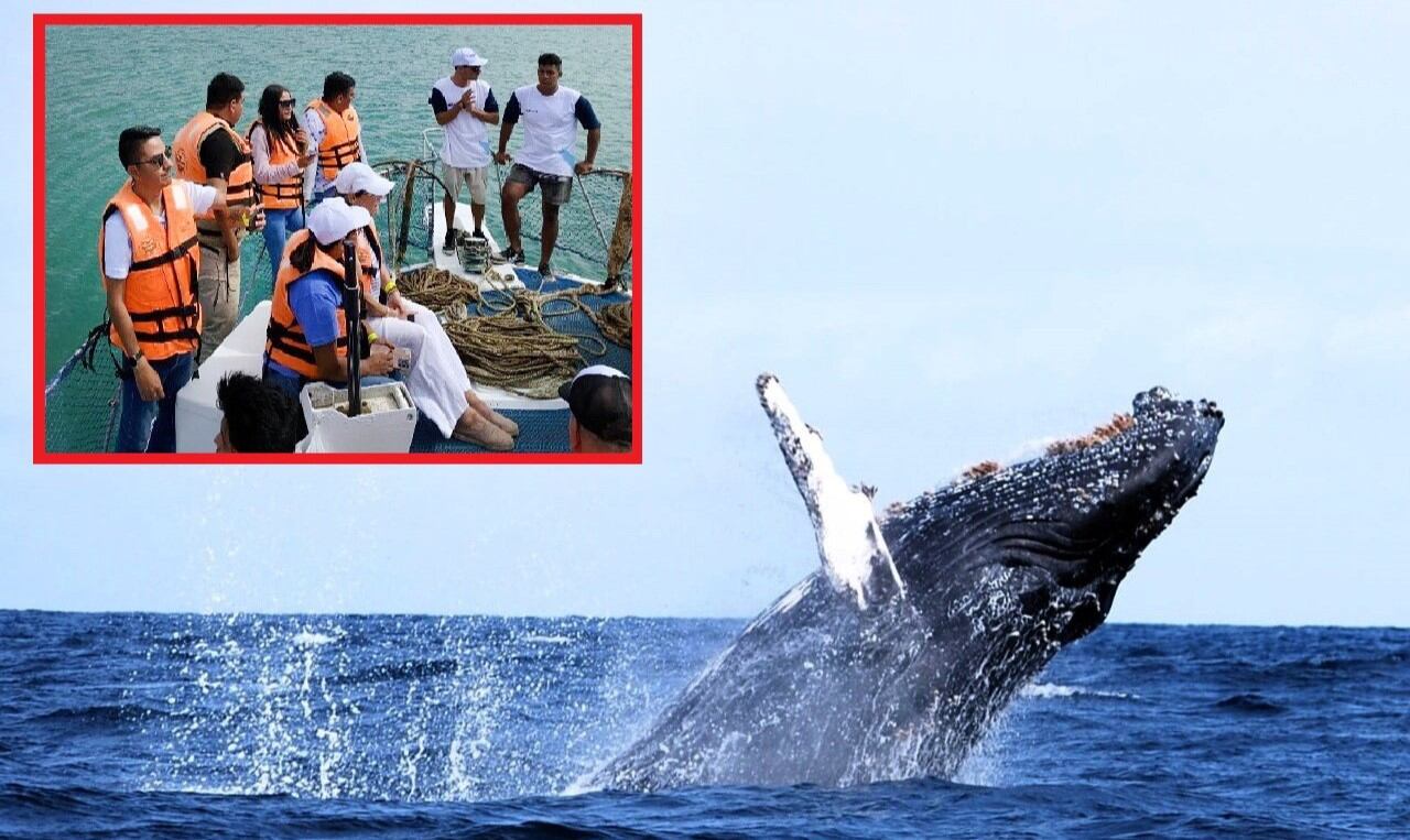 Distrito de Los Órganos, espera desde hoy a miles de turistas para avistamientos de estos cetáceos (Fotos Pacific Adventure).