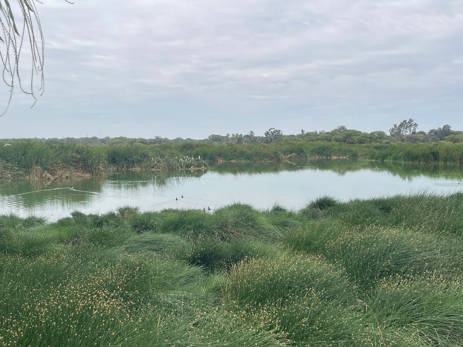 Denuncian contaminación de humedal en Perú por aguas residuales