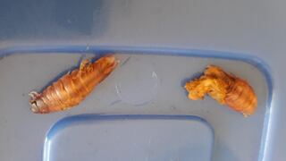 Piura: Qali Warma suspendió distribución y consumo de lote de conservas