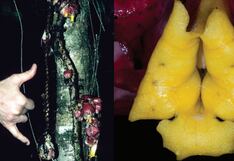 Perú descubre nueva planta trepadora en el Bosque de Protección Alto Mayo