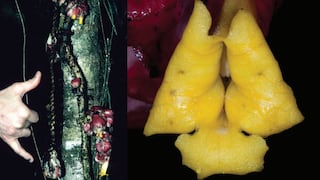 Perú descubre nueva planta trepadora en el Bosque de Protección Alto Mayo