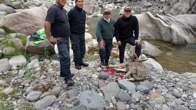 Policías rescatan venado herido en Caylloma