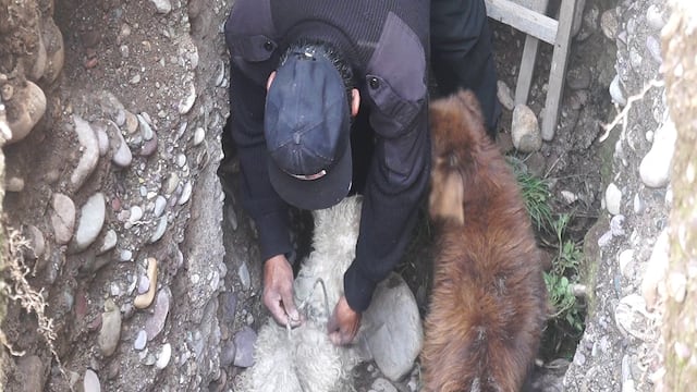 Rescatan a perritos callejeros que cayeron a un agujero de dos metros de profundidad