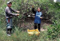 Agricultores de Piura esperan anuncios sobre obras hídricas en mensaje a la nación