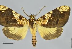 Descubren nueva especie de mariposa en el Santuario Histórico de Machu Picchu