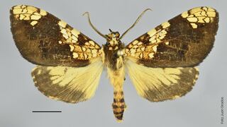 Descubren nueva especie de mariposa en el Santuario Histórico de Machu Picchu
