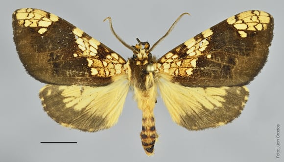 Denominada Ochrodota camposorum Grados, sp. nov. esta nueva especie forma parte del género Ochrodota Hampson.