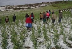Doce distritos altoandinos de Huánuco afectados por las heladas