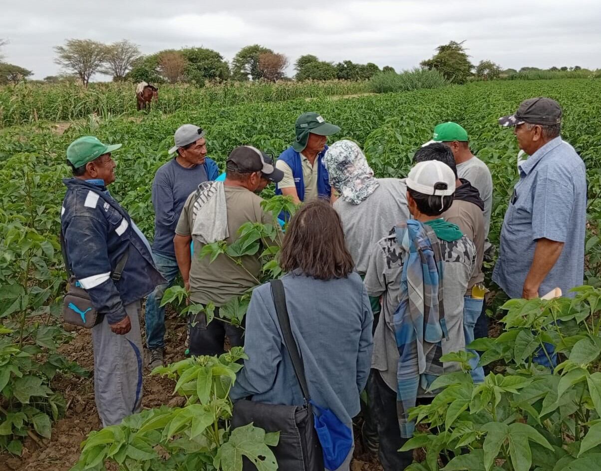 Fortalecen controles contra plagas en algodón y otros cultivos