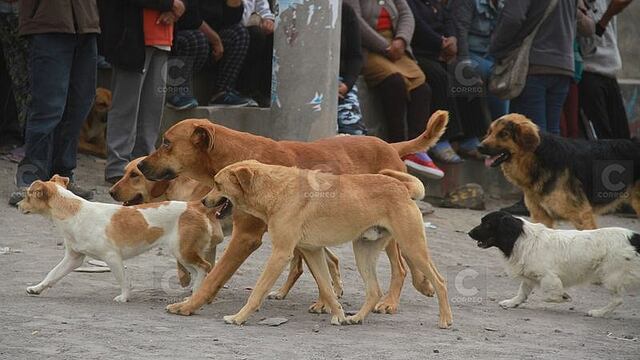 ​Detectan caso 15 de rabia canina en Arequipa